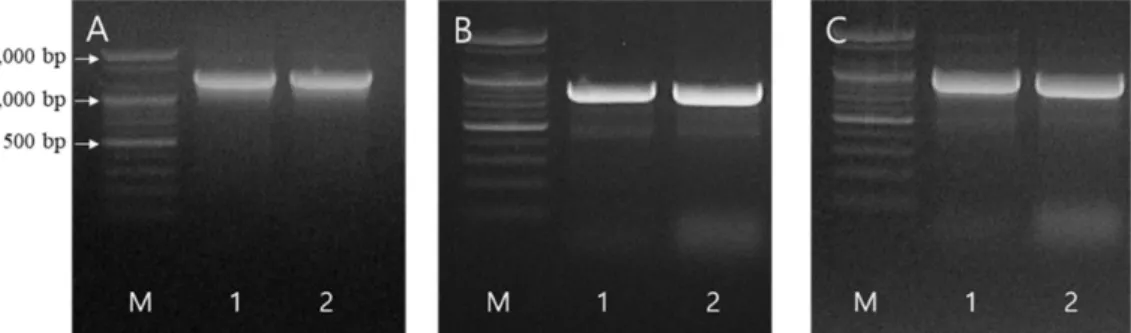 Fig.  3.  PCR  profiles  targeting  16S  rDNA  gene  (A),  recA  gene  (B)  and  rpoA  gene  (C)  (M