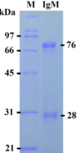 Fig.  1.  SDS-PAGE  analysis  of  sevenband  grouper  IgM  purified  with  mannan-binding  protein  (MBP)  affinity  column