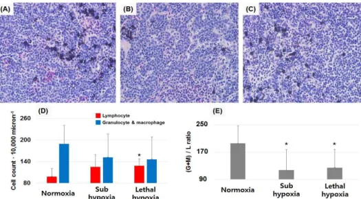 Fig.  2.  Histopathological  sections  of  the  head  kidney  from  normoxia  (A),  sub-hypoxia  (4.6  mg  O 2  L -1 )  (B),  and  lethal  hypoxia  (2.1  mg  O 2  L -1 )  (C)  groups  (×400)
