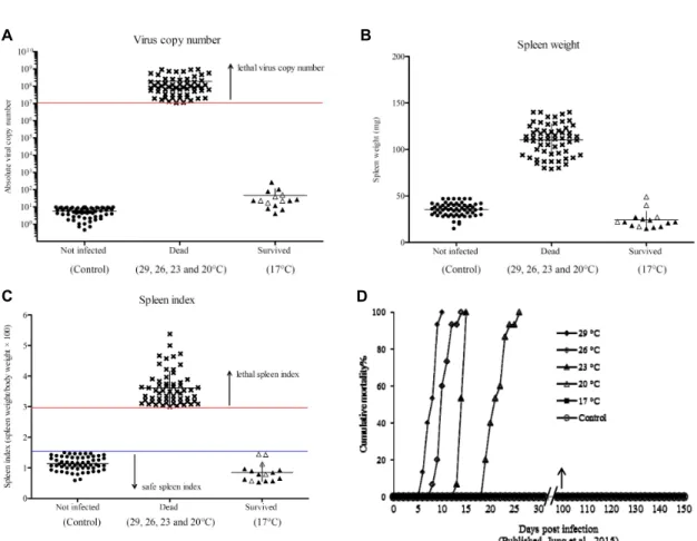 Fig.  1.  Absolute  major  capsid  protein  (MCP)  gene  copies  (A),  spleen  weight  (B)  and  spleen  index  (C)  of  rock  bream  intraperitoneally  injected  with  1.1 × 10 7  MCP  gene  copy/fish  at  different  water  temperatures  (29,  26,  23,  2
