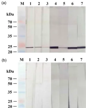 Fig.  1.  Western  blot  analysis  using  gill  homogenates  of  WSSV-infected  shrimp  (a)  and  normal  shrimp  (b)
