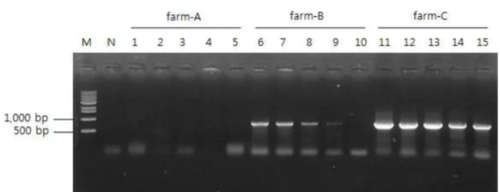 Table  2.  Comparison  of  the  DNA  copy  numbers  of  Parvicapsula  sp.  in  each  internal  organ  from  non-emaciated  (farm-A)  or  emaciated  (farm-B  and  farm-C)  olive  flounder  Paralichthys  olivaceus  by  real-time  PCR
