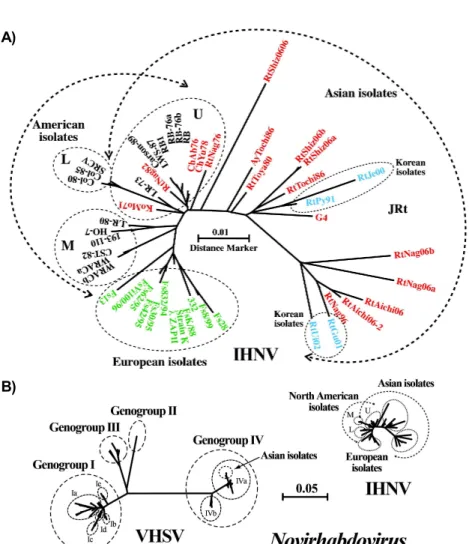 Fig.  1.  Molecular  phylogeny  of  infectious  hematopoietic  necrosis  virus  (IHNV)