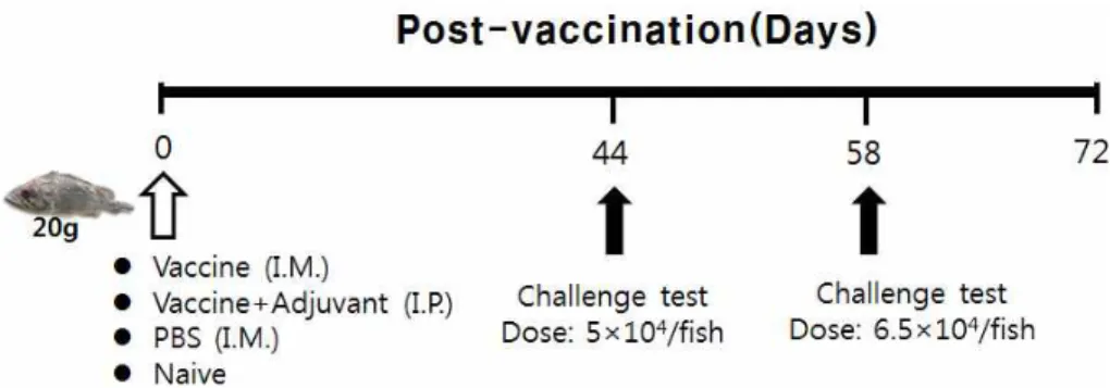 Fig.  1.  The  scheme  of  determination  for  protective  efficacy  of  the  formalin-killed  Aeromonas  salmonicida  vaccine  in  rockfish