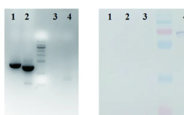 Fig.  2.  Confirmation  of  rVHSV-VSV-G  recovery  by  (a)  RT-RCR  and  (b)  western  blot