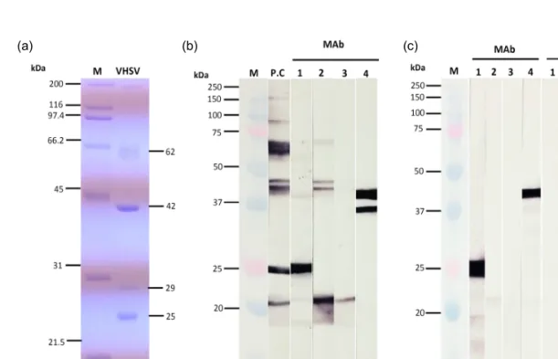 Fig.  1.  SDS-PAGE  and  western  blot  analysis.  (a)  SDS-PAGE  analysis  of  the  structural  protein  of  VHSV