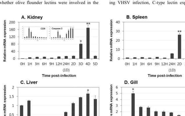 Fig.  2.  The  temporal  expression  pattern  of  C-type  lectin  after  VHSV  infection  in  the  olive  flounder