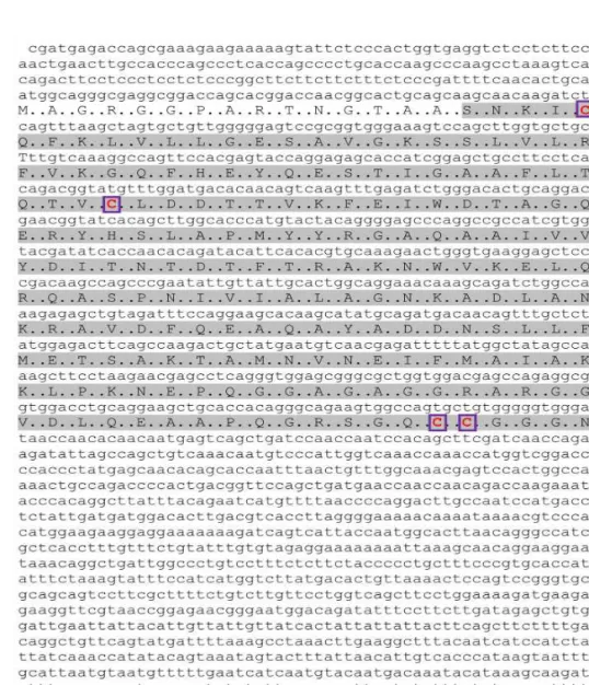 Fig.  1.  Nucleotide  and  deduced  amino  acid  sequences  of  RbRab-5C-like.  The  sequence  denoted  in  lowercase  is  nucleo- nucleo-tide  and  the  uppercase  is  the  amino  acid