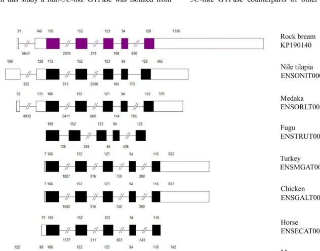 Fig.  4.  Genomic  structural  comparison  of  RbRab-5C-like  with  other  Rab  homologs