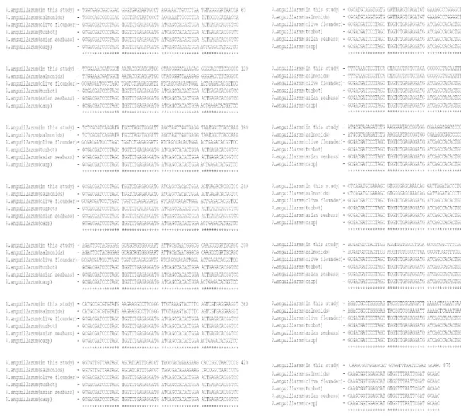 Fig.  2.  Comparison  of  the  partial  16S  rDNA  sequence  of  isolated  bacterium  in  this  study  and  Vibrio  anguillarum isolated  from  salmonids  (Genbank  number:  DQ247926),  olive  flounder  (CP006699),  turbot  (KF770027),  seabass  (GU573927)