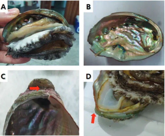 Fig. 2. Infestation of the Abalone, Haliotis discus hannai by Polydora of Korea. A, Abalone infestated by Polydora