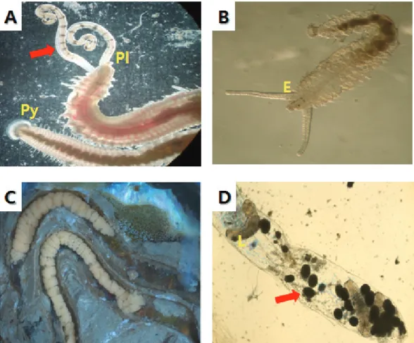 Fig. 3. Polydora isolated in the abalone, Haliotis discus hannai. A, Live Polydora with palps(Pl) which of having  the black bars(→) and pygidium(Py)