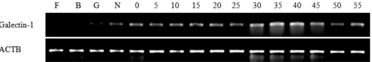 Fig. 1. RT-PCR analysis of galectin-1 during early developmental stage. F: fertillzation stage, B: blastula stage, G: