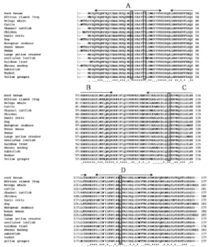Fig. 2. Comparison of the iron response element (IRE) sequences and stem-loop structures of ferritins from  different species