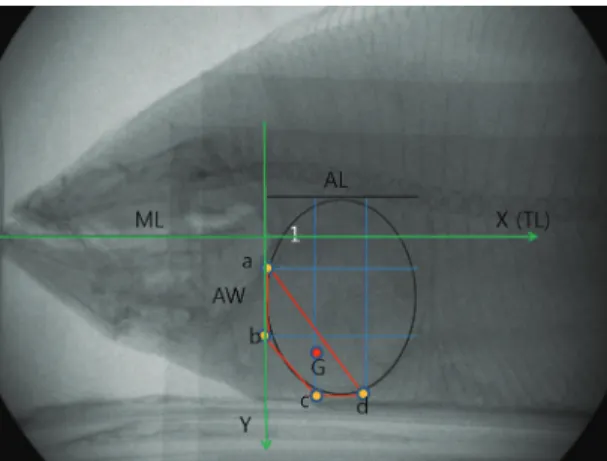Fig. 3. ML, AL, and AW have R 2  values of 0.8797, 0.7935,  and 0.8641, respectively, on the basis of the total length (TL) of the fish