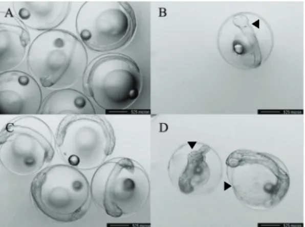 Figure 4. Paralithys olivaceus. Embryos of 15hr  post-fertilization in the control group (A) and 40 µg L -1 Cd treated group (B)