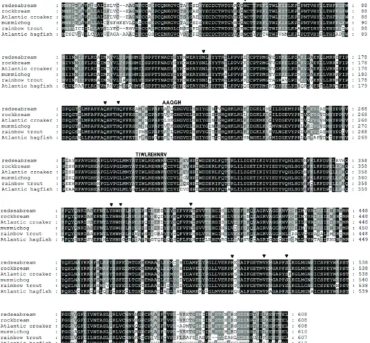 Fig. 2. Multiple amino acid sequence alignment of different COX-2 genes. Shading was performed using  the conserved mode (black, dark grey, light grey shading set to 100%, 80% and 60% amino acid conservation, respectively)