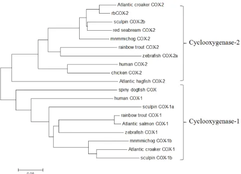 Fig. 3. Phylogenetic tree showing the relationship between different COX-2 amino acid sequences