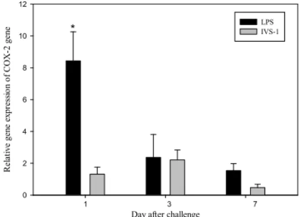 Fig. 5. Expression level of the COX-2 gene in rock bream relative to controls. after LPS or IVS-1 injection in vivo.
