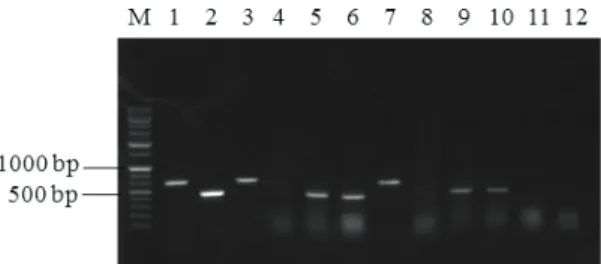 Fig. 2. Agarose gel electrophoresis of amplicons generated by PCR using the specific primers for the detection of V
