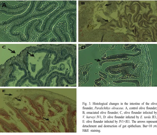 Fig. 3. Histological changes in the intestine of the olive  flounder, Paralichthys olivaceus