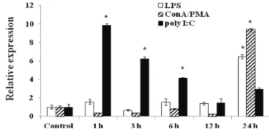 Fig. 4. Quantitative real‐time PCR analysis of the  expression of C‐type lectin 3 genes in rock bream  leukocytes stimulated with LPS (500 μg/mL), Con A (70 μg/mL)/PMA (0.35 μg/mL) or Poly I:C (5 μg/mL)  at 1,  3,  6, 12 and 24 h