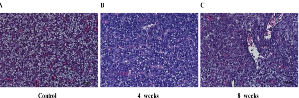Fig. 2. Histological changes of the liver of the olive flounder, Paralichthys olivaceus at 4 th  and 8 th  weeks feeding by 1% skullcap extracts immersed diets