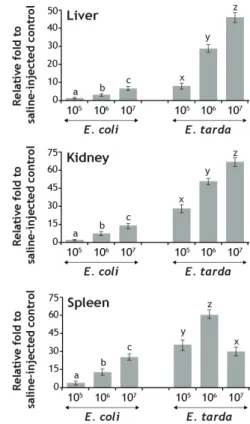 Fig. 2. Effects of bacterial cell numbers on the  mRNA expression of mud loach hepcidin in liver, kidney and spleen