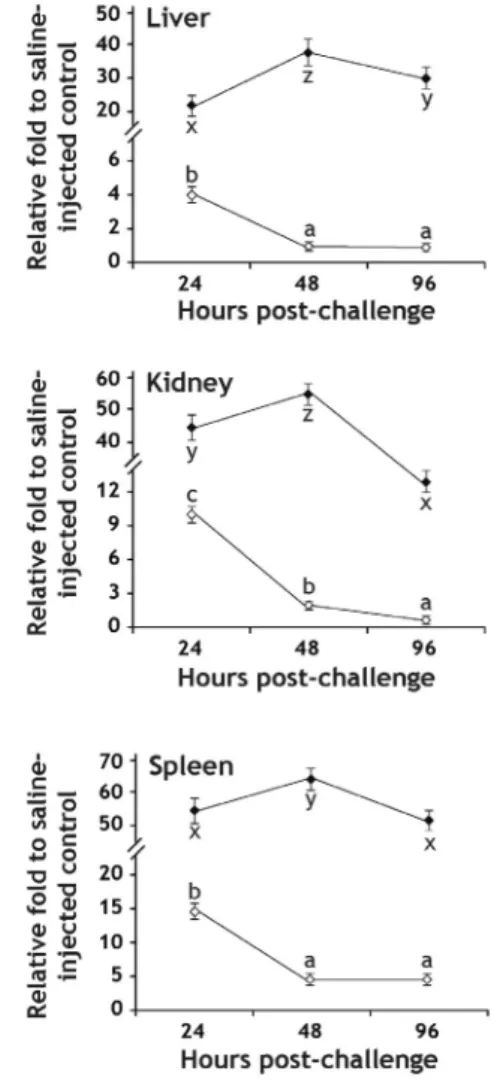 Fig. 3. Time course expression of hepcidin  transcripts in mud loach tissues up to 96 hr after bacterial challenge with either Escherichia coli (open diamonds) or Edwardsiella tarda (closed  diamonds), as determined by semi-quantitative  RT-PCR assay