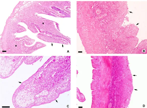 Fig. 1. Histological features of intestine from emaciated flounder. A: Anterior intestine