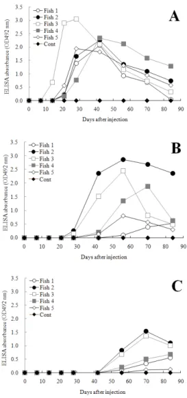 Fig. 1. Changes of specific antibody titer of olive flounder, which were cultured in water temperature 15℃ (A), 12-13℃  (B) and 10℃  (C), respectively after  immunizing with bovine serum albumin (BSA)