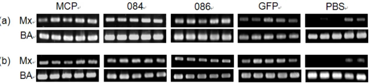 Fig. 2. Detection of Mx gene mRNA expression from spleen of rock bream intramuscularly injected with MCP, ORF084, ORF086, GFP dsRNA or PBS at 24 h (a) and 72 h (b) post injection