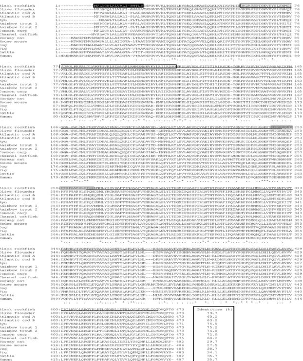 Fig. 2. Comparison between the black rockfish BPI/LBP amino acid sequence and other known BPI or BPI/LBP sequences.