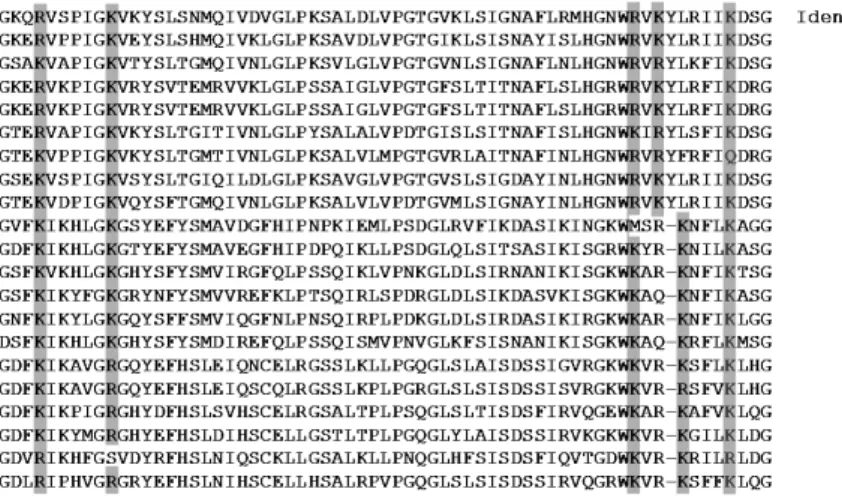 Fig. 3. Alignment of the predicted LPS-binding domain of the black rockfish BPI/LBP with that of other species