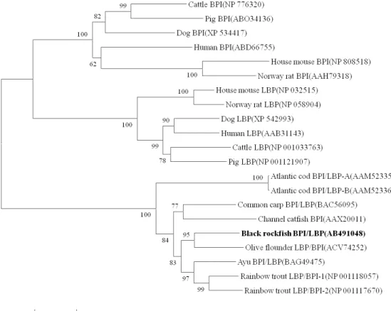 Fig. 4. Neighbor-joining tree of BPI/LBP constructed with Mega4. The bootstrap confidence values shown at the nodes of the tree are based on 2000 bootstrap 2000 replications (DDBJ/EMBL/GenBank Accession numbers: