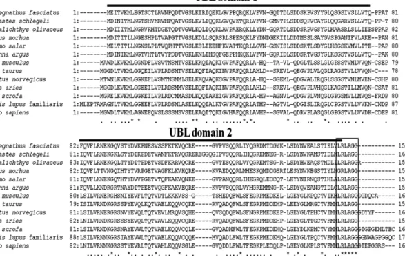 Fig. 2. Comparison between the rock bream ISG15 amino acid sequence and other known ISG15 sequences