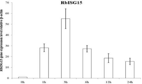 Fig. 5. Quantitative real-time PCR analysis of the ISG15 expression in rock bream leukocytes stimulated with poly I:C (5  ㎍/ml) at 1,  3,  6, 12, and 24 h.