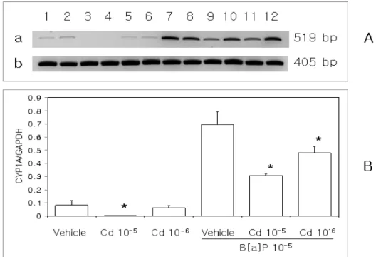 Fig. 3 에서와 같이 in vivo에서 이미 B[a]P  처리에  의해 CYP1A  발현이 유도된 대조구에 비해 중금속들 이 첨가된 모든 그룹에서 CYP1A  유전자 발현 억제가  관찰되었으며 ,  고농도의 중금속 첨가에서 CYP1A  유 전자 발현은 더 많이 억제되었다 (p<0.05)