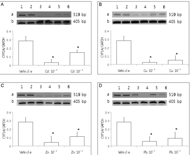 Fig. 3. Effects of heavy metal ions on CYP1A gene expression in cultured hepatocytes prepared from eel which was  treated in vivo with B[a]P