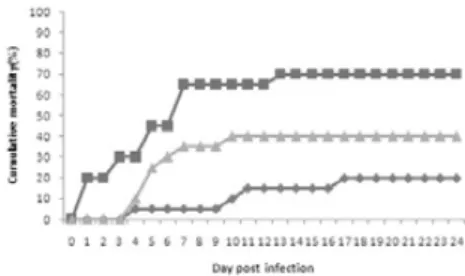 Fig. 9. Accumulated mortality of olive flounder by intraperitoneal injection (1×10 2 ciliates/fish) under various temperature at 10℃(-◆-), 15℃(-■-), 20℃(-▲-) Fig
