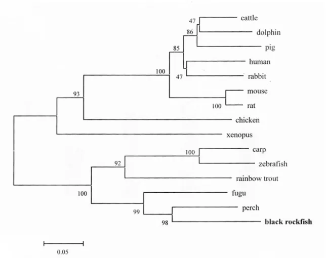 Fig. 3. The phylogenetic tree of p47 phox proteins, including of the black rockfish p47 phox, from 15 representative species