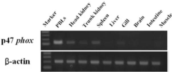 Fig. 5. Detection of the black rockfish p47 phox mRNA lev- lev-els and βactin from various tissues of healthy black rockfish by RT-PCR