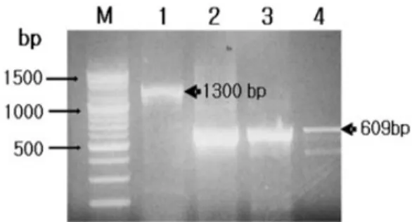 Fig. 1. PCR detection of MCP genes of different fish LCDV isolates (arrows). M: molecular marker, 1: olive flounder isolate, 2: painted glass fish isolate, 3: gourami  iso-late, and 4: rockfish isolate.