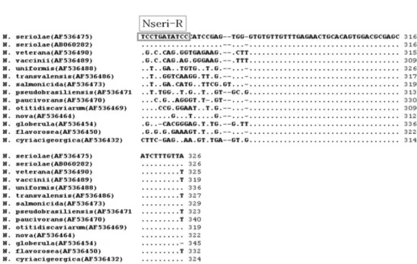 Fig. 1. Alignment of representative 16S-23S rRNA sequence of Nocardia pecies (with GenBank accession number)
