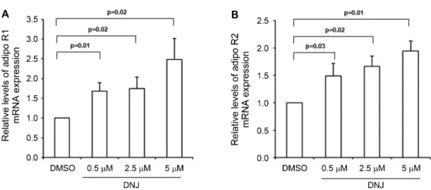 Fig. 3. Effect of DNJ on phosphorylation of AMPK in 3T3-L1 adipocytes. 