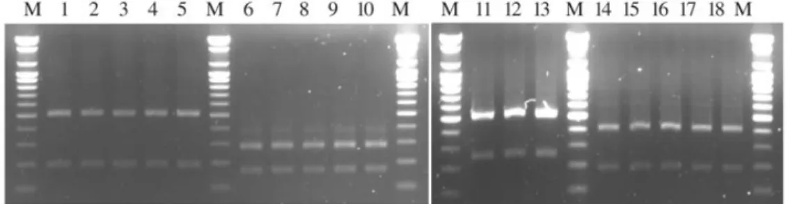 Fig. 2. PCR-RFLP patterns of field isolates. Fish iridovirus isolated from flounder (lanes 1~5), VHSV isolated from flounder (lanes 6~10), VNNV isolated from flounder (lanes 11~13) and HRV isolated from flounder (lanes 14~18), M = 100 bp DNA ladder