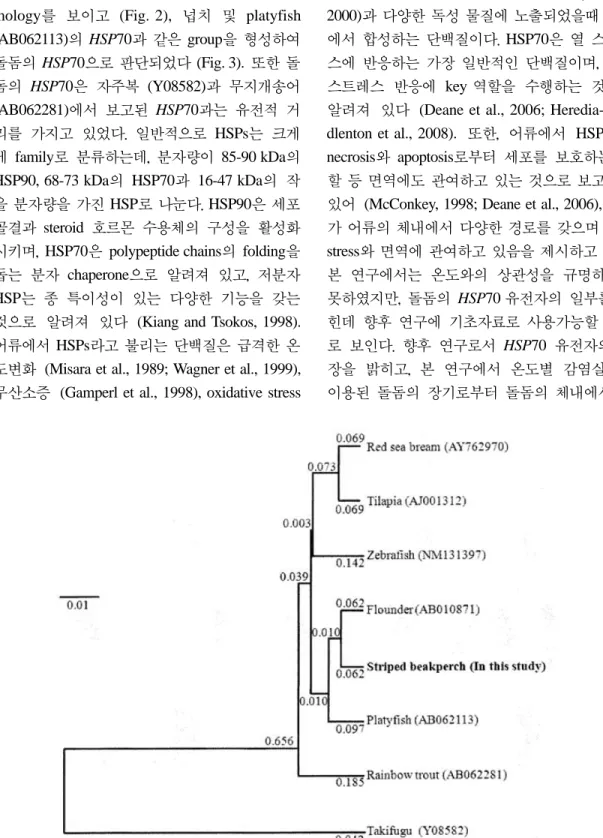 Fig. 3. Phylogenetic tree of nucleotide sequence of striped beakperch HSP70. The number in parentheses indicates the Gen- Gen-Bank accession number.