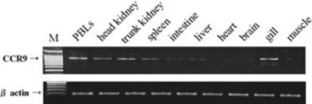 Fig 4. Detection of olive flounder CCR9 mRNA levels from various tissues of healthy olive flounder by RT-PCR.