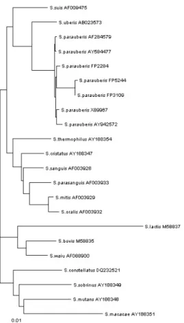 Fig. 3. Phylogenetic tree showing the relationships between the identified 16S rRNA sequences of the isolates and the reference strains