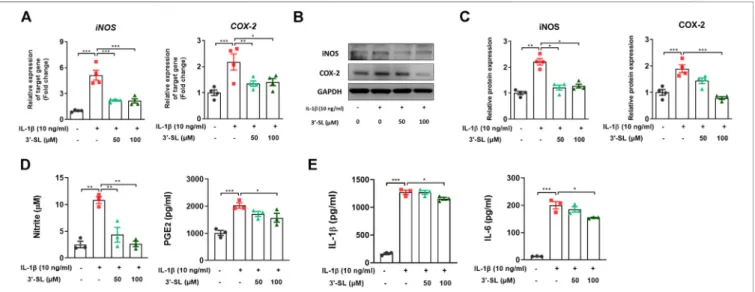 FIGURE 2 | Effect of 3 ′-SL on IL-1β-induced inﬂammatory responses in the chondrocytic cells
